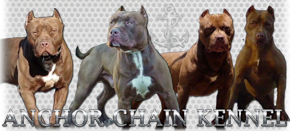 old family red nose pitbull kennels